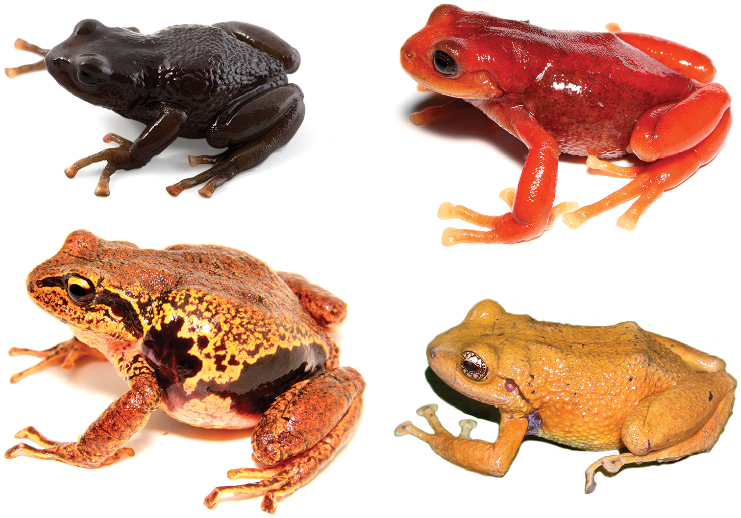 Foto de archivo: Cuatro fotografías de estudio de ranas de distintos colores (negra, roja, naranja/marrón y amarilla) sobre fondo blanco.